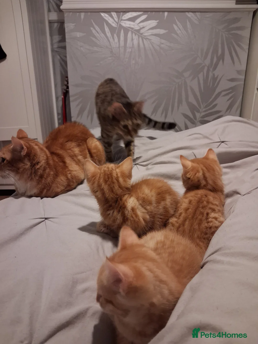 Domestic Shorthair cats for sale: 3 gorgeous ginger male kittens - Advert 5