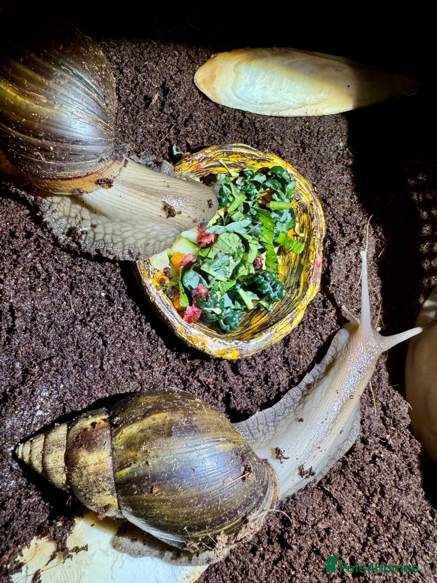 Snails invertebrates Looking for a suitable home for two GALS - Advert 1