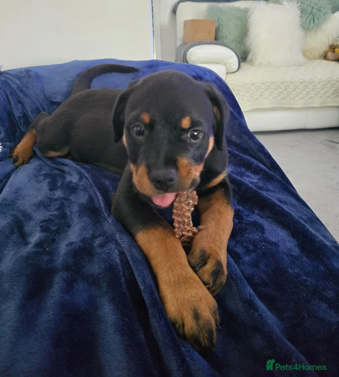 Rottweiler dogs for sale: Male Rottweiler 15wks - Advert 1