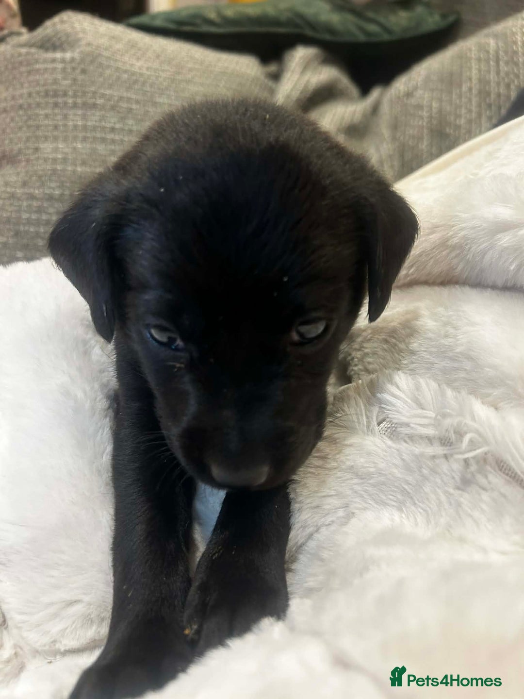 Labrador Retriever dogs for sale:  ✨ Exceptional Labrador Retriever Puppies  ✨ - Advert 16