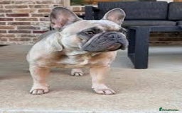 French Bulldog dogs for sale: French bull dog pup female  - Image 2