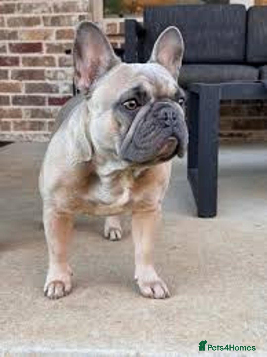 French Bulldog dogs for sale: French bull dog pup female  - Image 2