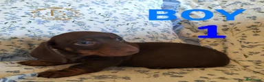 WEINER BOY Miniature Dachshund Puppy 1 Choc Tan 