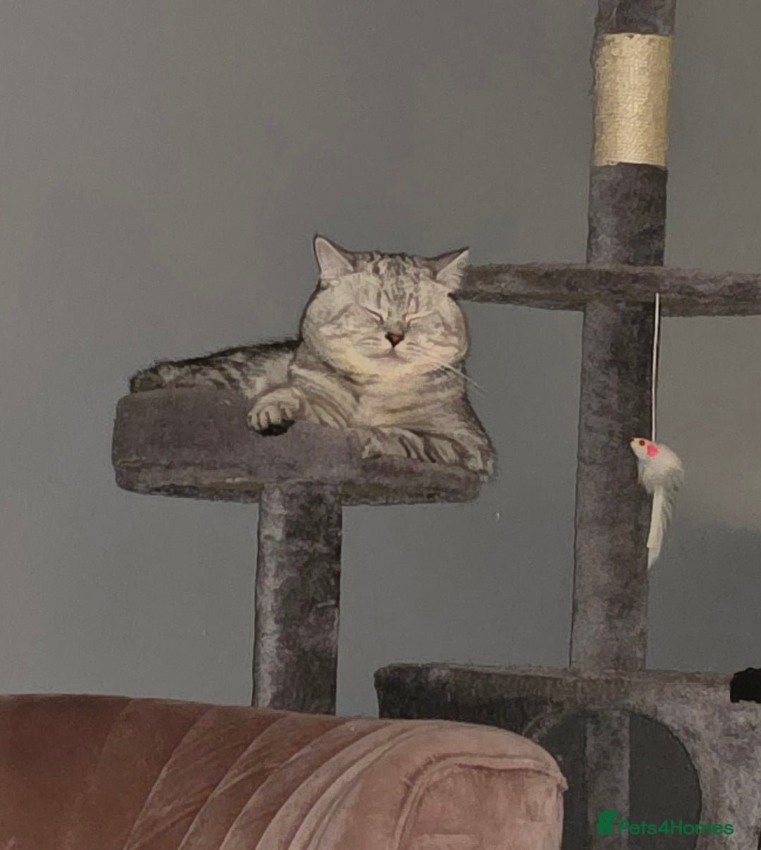 British Shorthair cats for sale: Silver Tabby BSH - Image 6