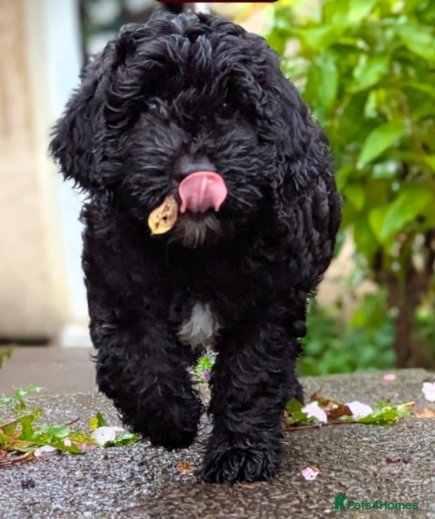 Sheepadoodle dogs (last girl) ❤️ F1 OES x Standard POODLE - Advert 3