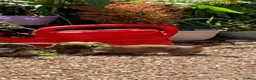 Dachshund dogs for sale: Ready now top quality KC Reg - Advert 2
