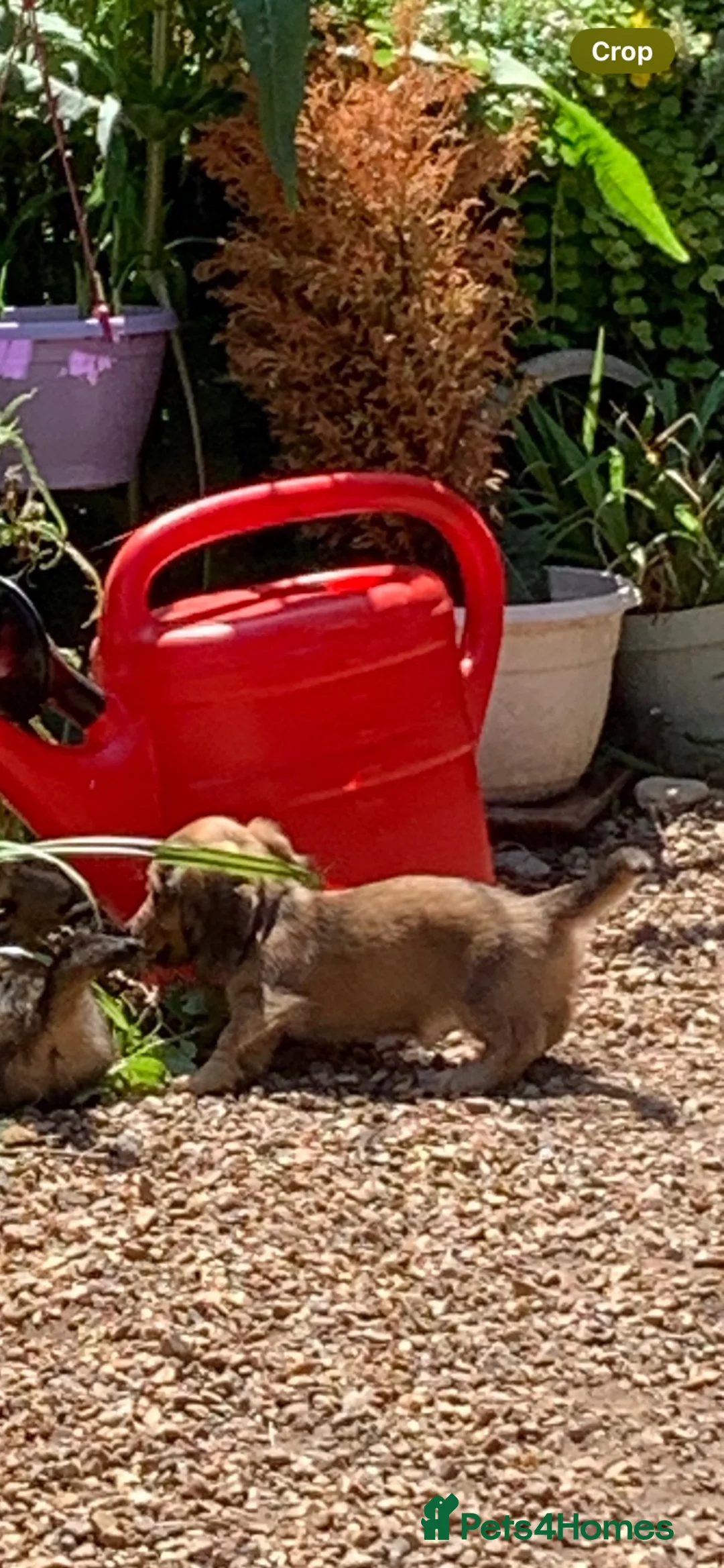 Dachshund dogs for sale: Ready now top quality KC Reg - Advert 2