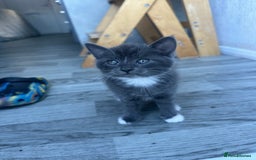 Mixed Breed cats for sale: 2 kittens  - Image 1