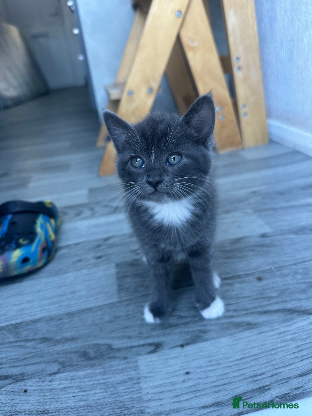 Mixed Breed cats for sale: 2 kittens  - Image 1