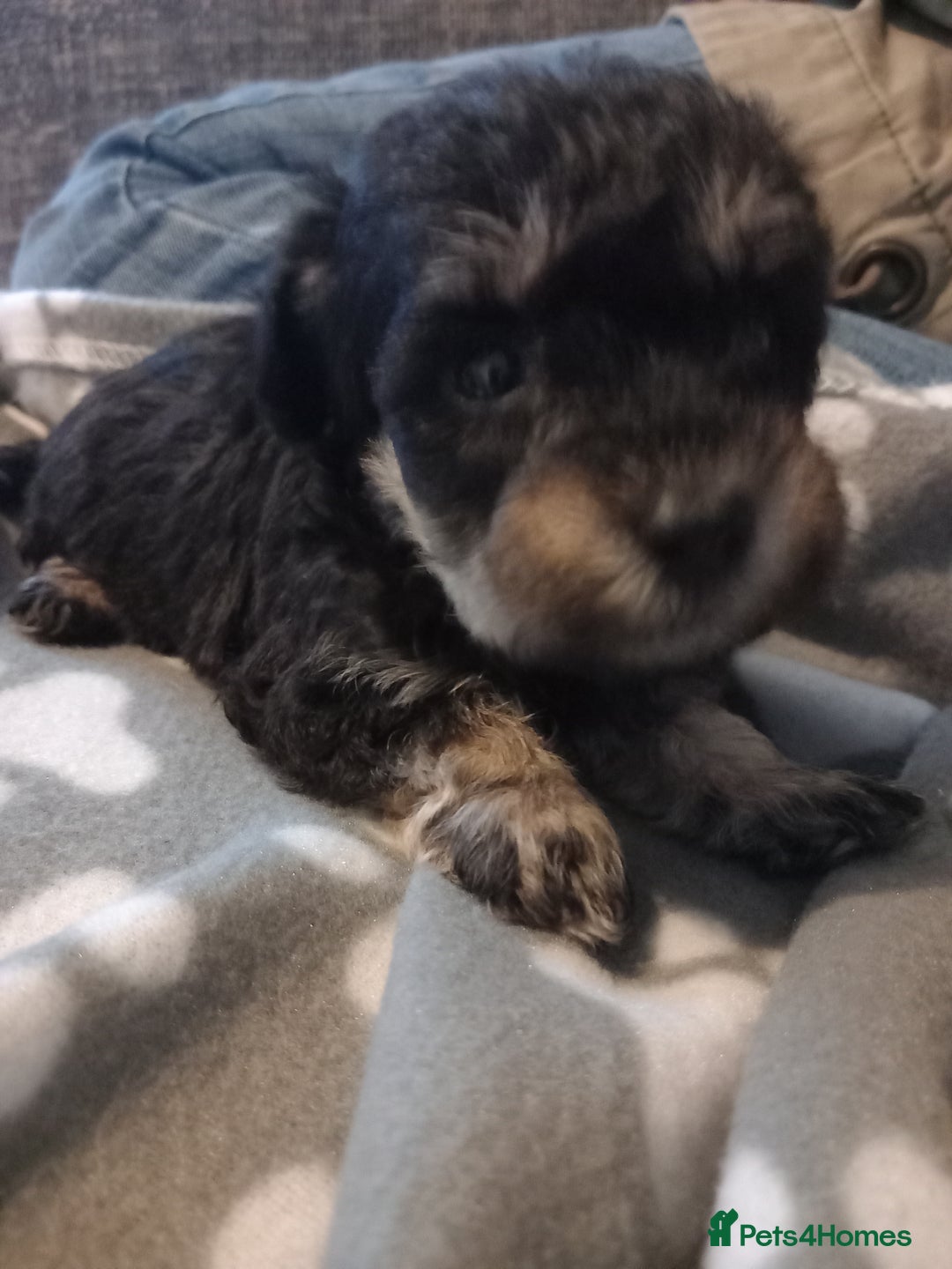 Mixed Breed dogs for sale: TOY SHNOODLES READY 21 DEC - Advert 16