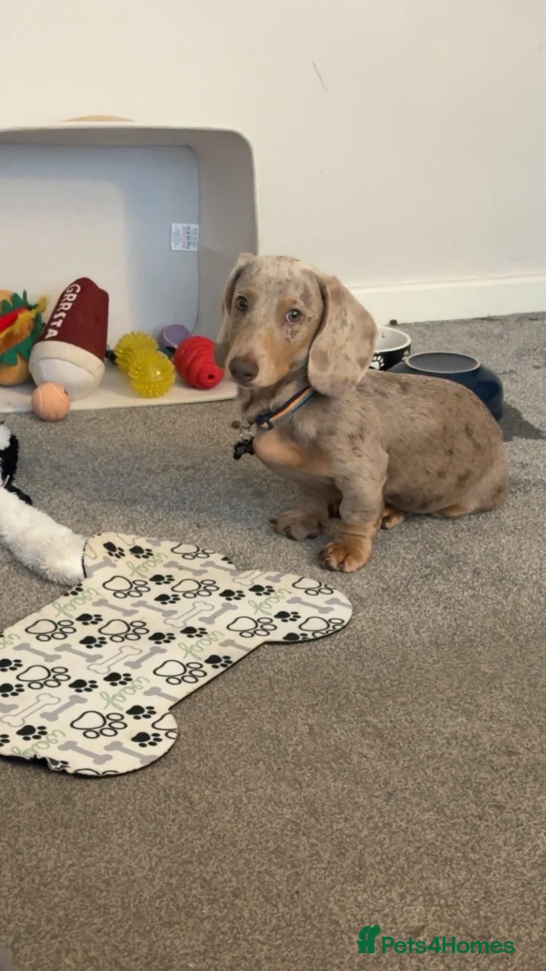Dachshund dogs for sale: Bruno dachshund looking for his furever home  in Stafford - Advert 1