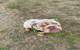 English Bulldog dogs for sale: Stunning Male English Bulldog with Piercing Eyes - Image 1
