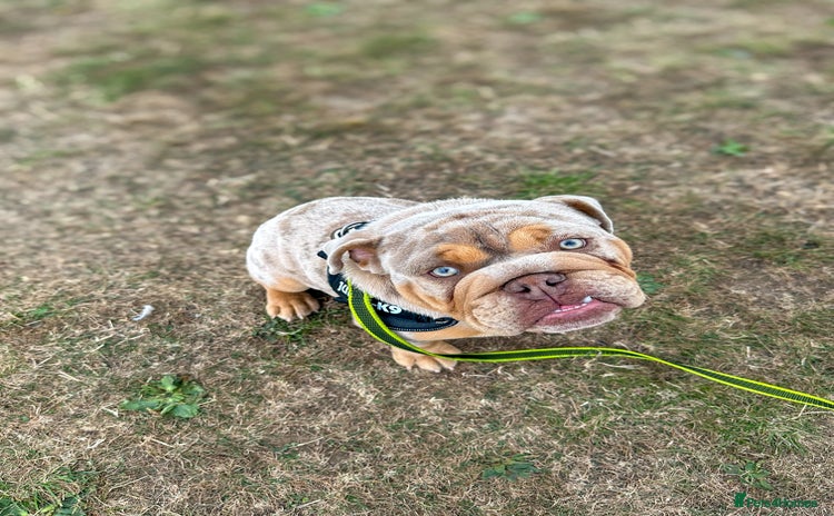 English Bulldog dogs - Advert 1