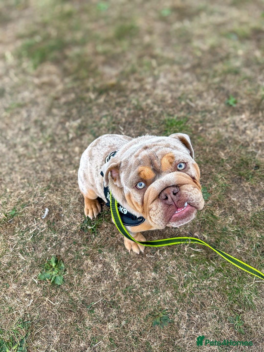 English Bulldog dogs for sale: Stunning Male English Bulldog with Piercing Eyes - Image 1