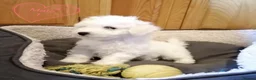 Bichon Frise dogs for sale: Bichon Frise Puppies in Llandysul - Advert 16