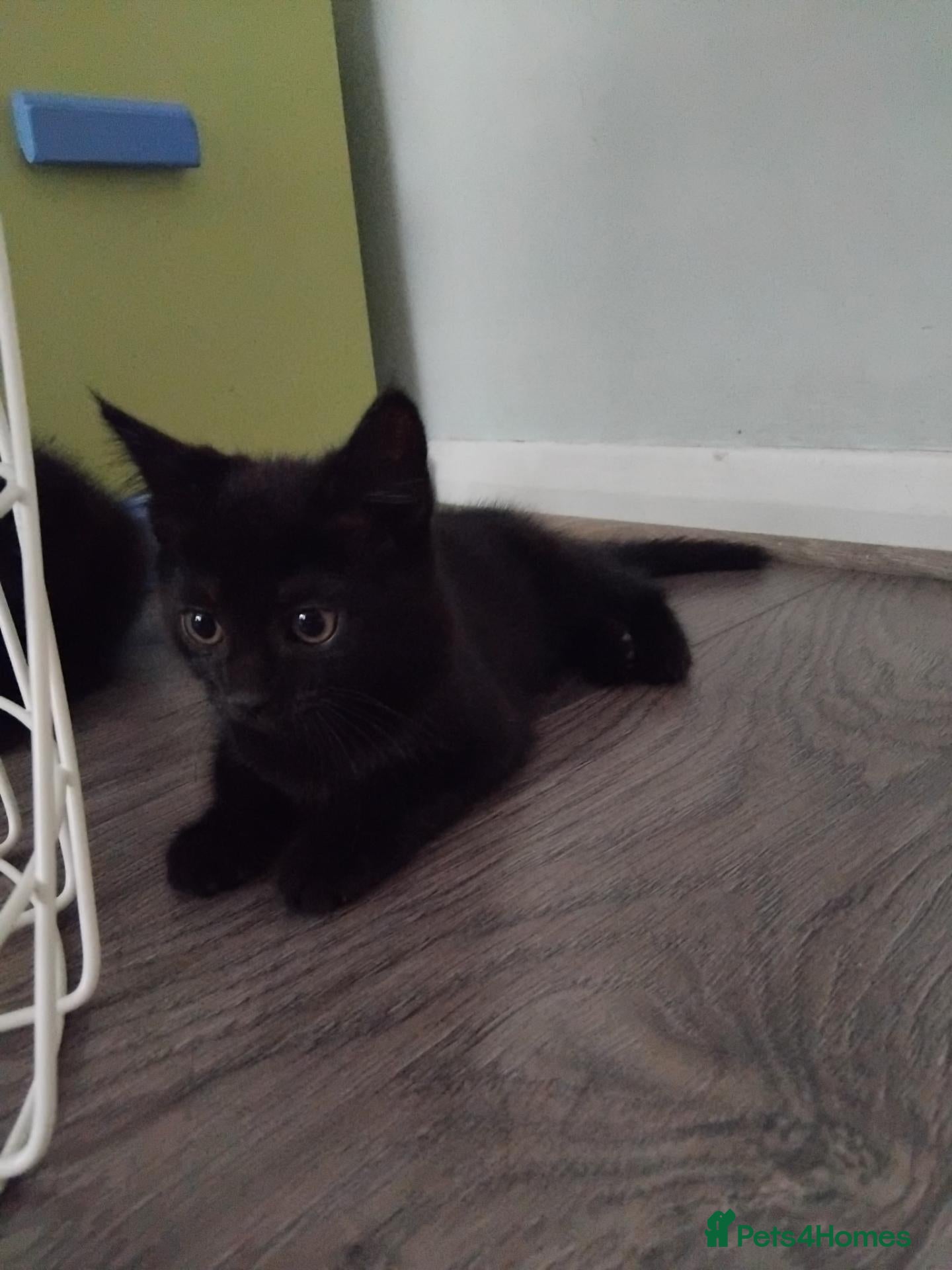 Domestic Shorthair cats Beautiful black kitten- Ready now  - Advert 8