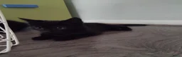 Domestic Shorthair cats for sale: Beautiful black kitten- Ready now  - Advert 2
