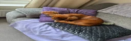 Cavalier King Charles Spaniel dogs for sale: Male caviler king Charles spaniel  in Chester - Advert 3