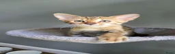 Savannah cats for sale: F3c Savannah kittens  - Advert 4