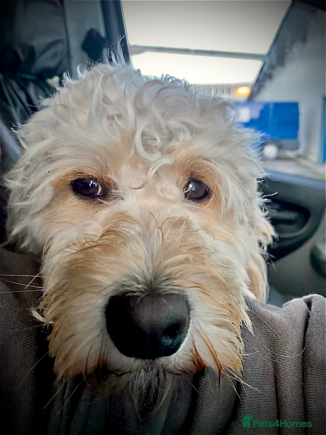 Cockapoo dogs for stud: Ralf.  in Dunfermline - Advert 2