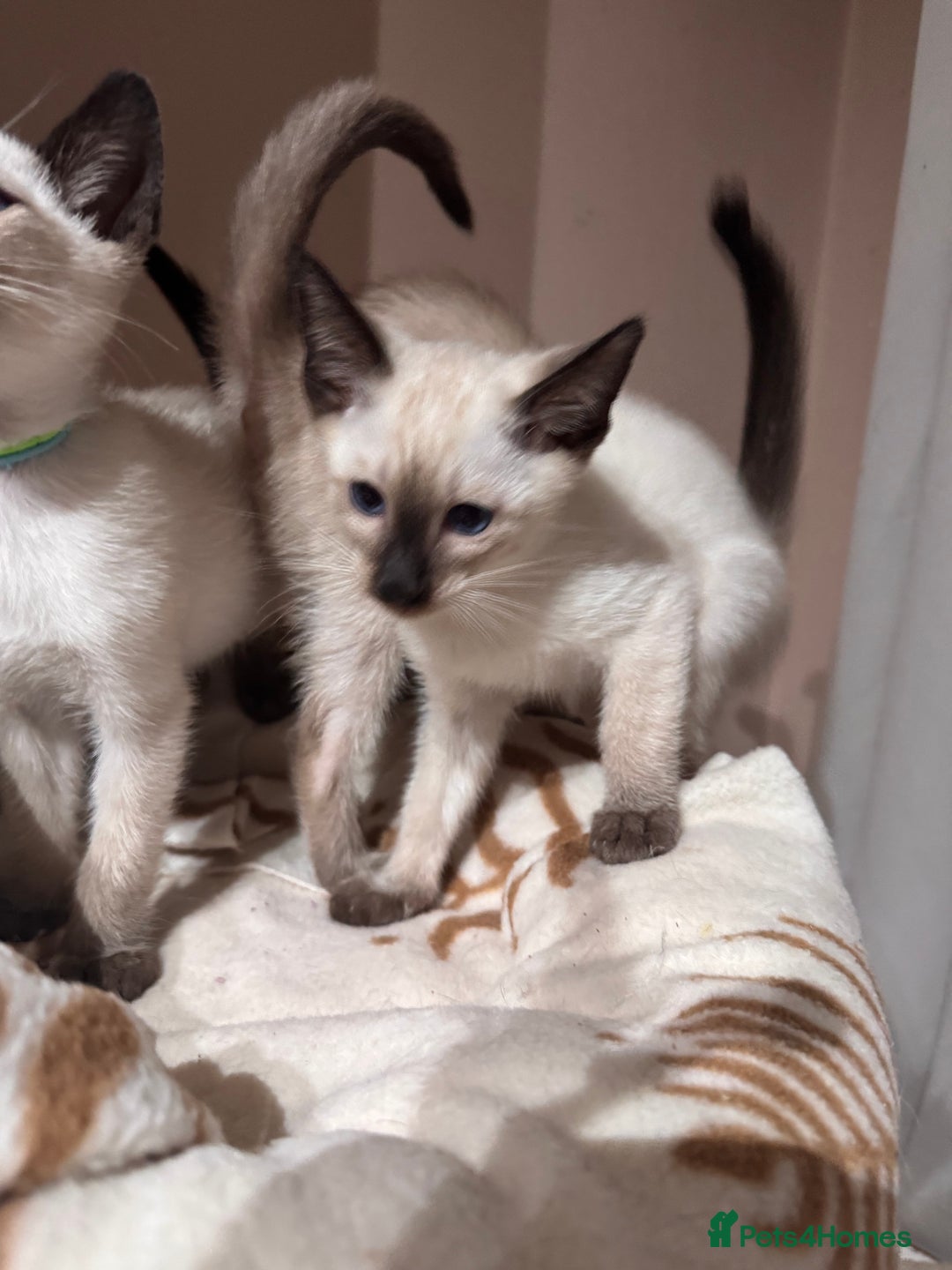 Siamese cats for sale: 3 cute Siamese kittens available - Advert 5