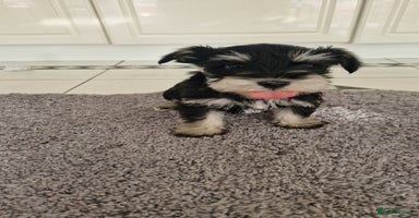 Miniature Schnauzer dogs Kc Registered beautiful puppies  - Advert 4