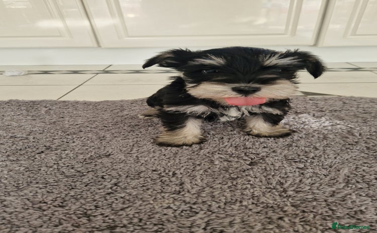 Miniature Schnauzer dogs - Advert 1