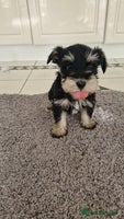 Miniature Schnauzer dogs Kc Registered beautiful puppies - Advert 4