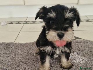 Miniature Schnauzer dogs Kc Registered beautiful puppies - Advert 4