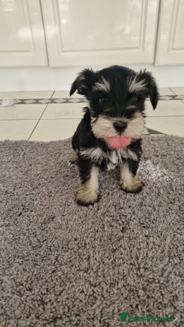 Miniature Schnauzer dogs - Advert 1