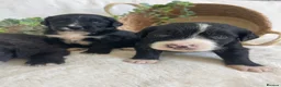 Bernedoodle dogs for sale: STUNNING BERNEDOODLES - Advert 5