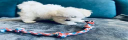 Maltese dogs for sale: 1 BOY RESERVED Maltese Boys. Ready for collection  - Advert 18