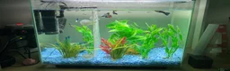 Mollies fish for sale: Small litter of Guppies - Advert 11