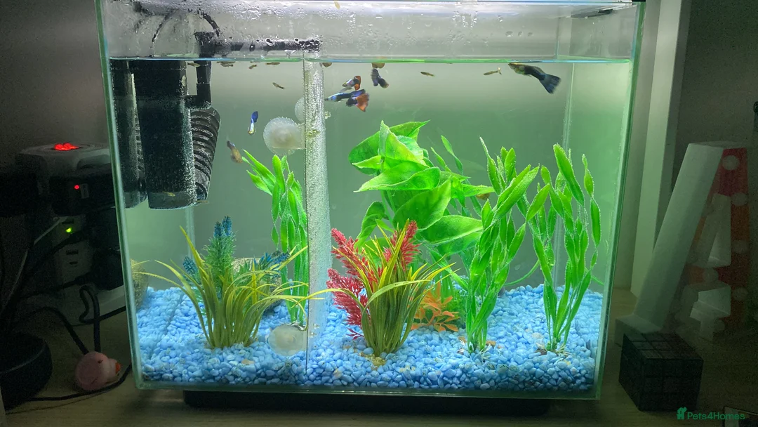 Mollies fish for sale: Small litter of Guppies - Advert 11