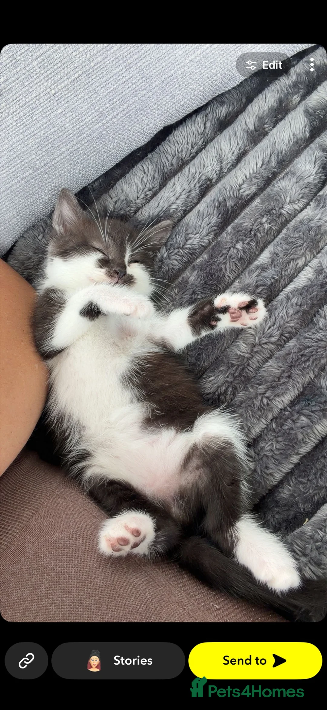 Mixed Breed cats for sale: A little boy for Rehoming  in Doncaster - Advert 1