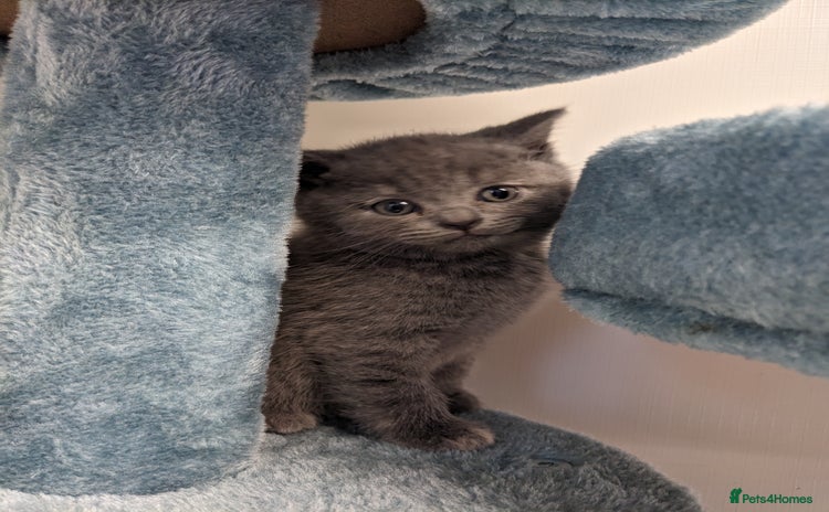 British Shorthair cats - Advert 4