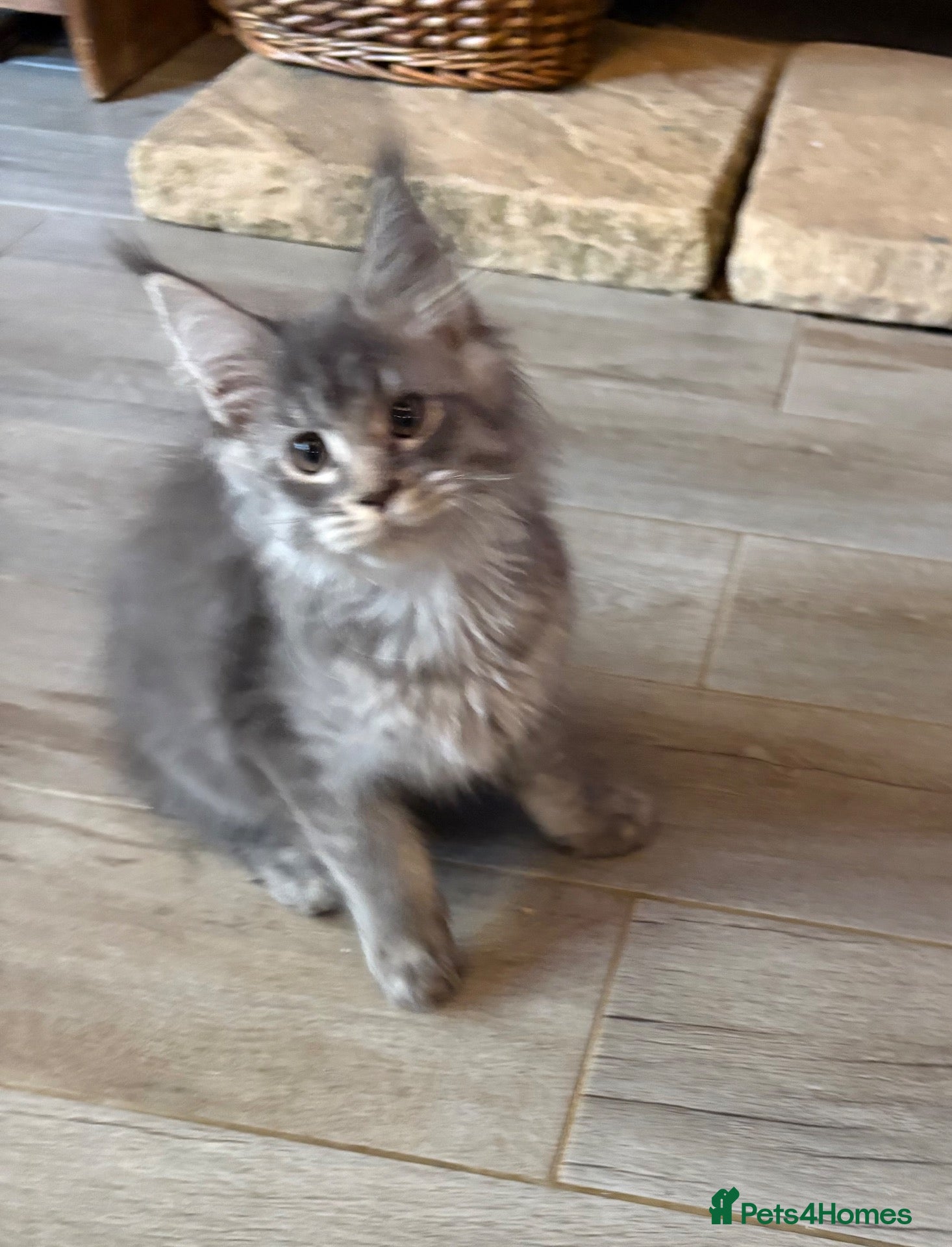 Maine Coon cats Pedigree Maine Coons - Advert 1