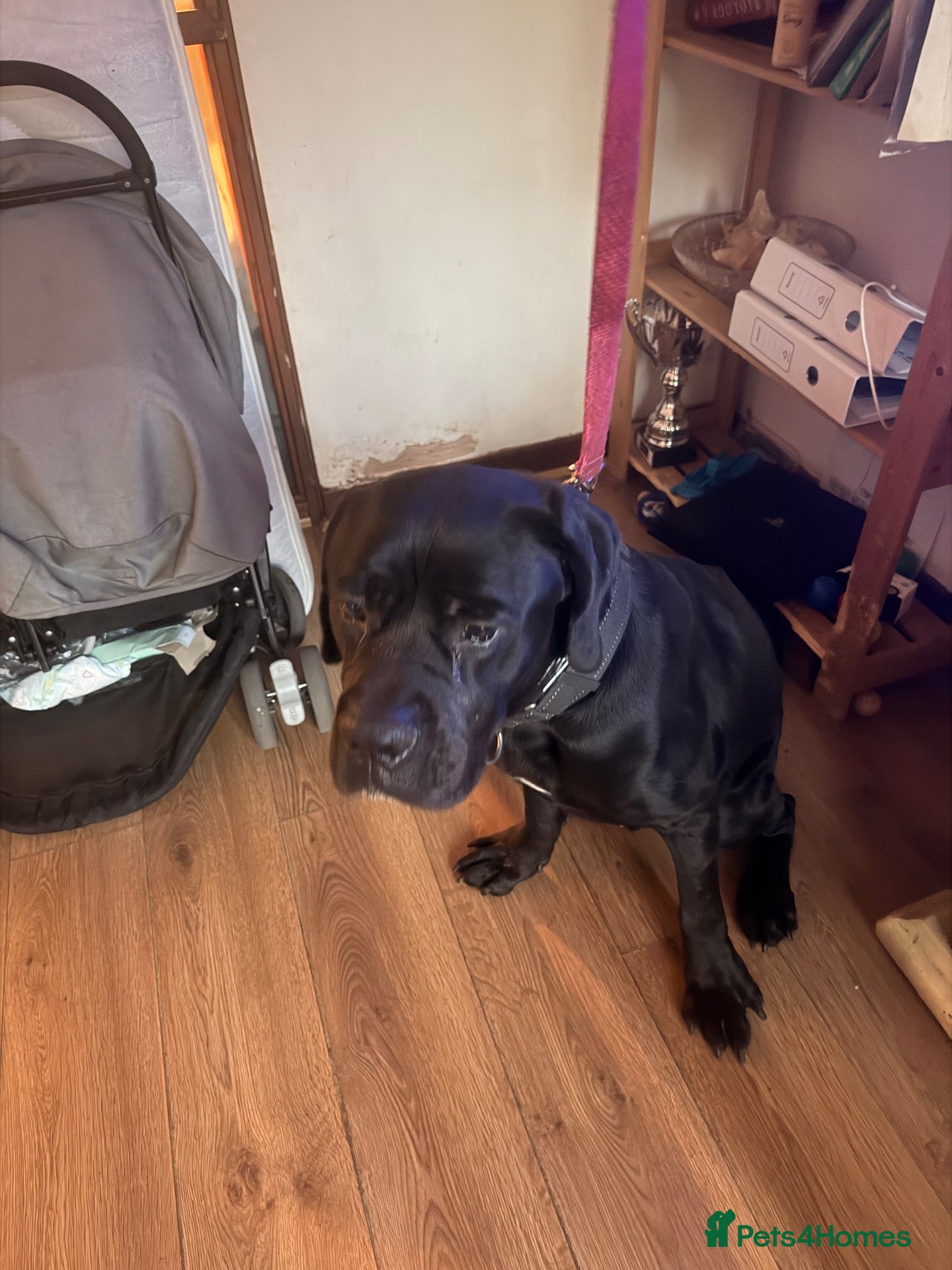 Cane Corso dogs Beautiful cane corso for sale - Advert 17