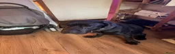 Cane Corso dogs for sale: Beautiful cane corso for sale - Advert 1