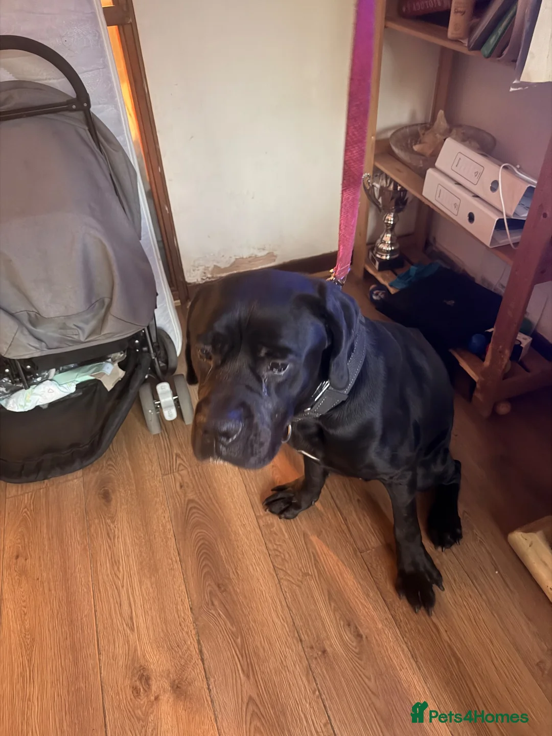 Cane Corso dogs for sale: Beautiful cane corso for sale - Advert 1