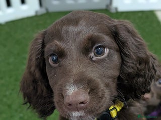 Cocker Spaniel dogs Working cocker puppies ready to leave now - Advert 3