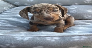 Dachshund dogs - Advert 3