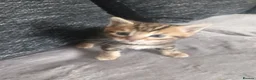 Bengal cats for sale: Bengal kittens looking for new family  - Advert 18