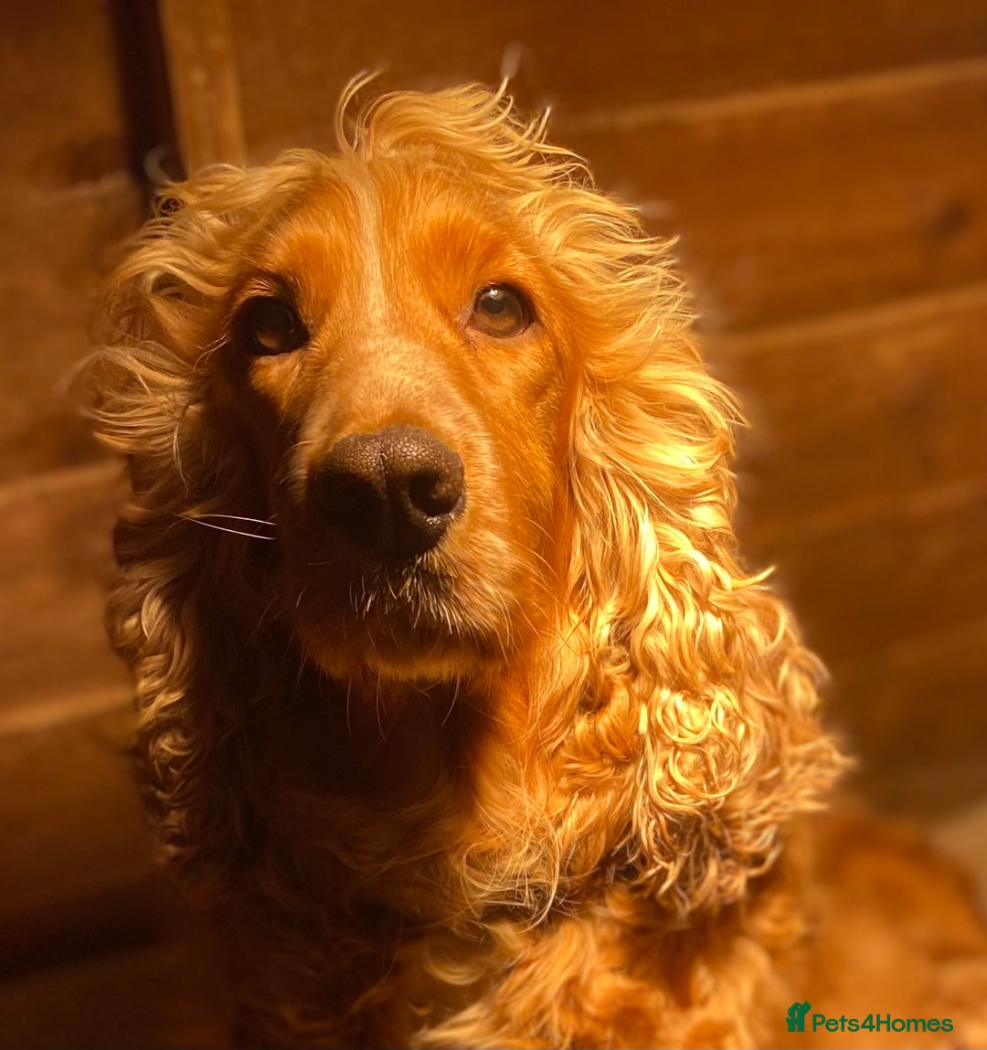 Cocker Spaniel dogs for sale: Beautiful cocker spaniel’s for sale - Advert 2