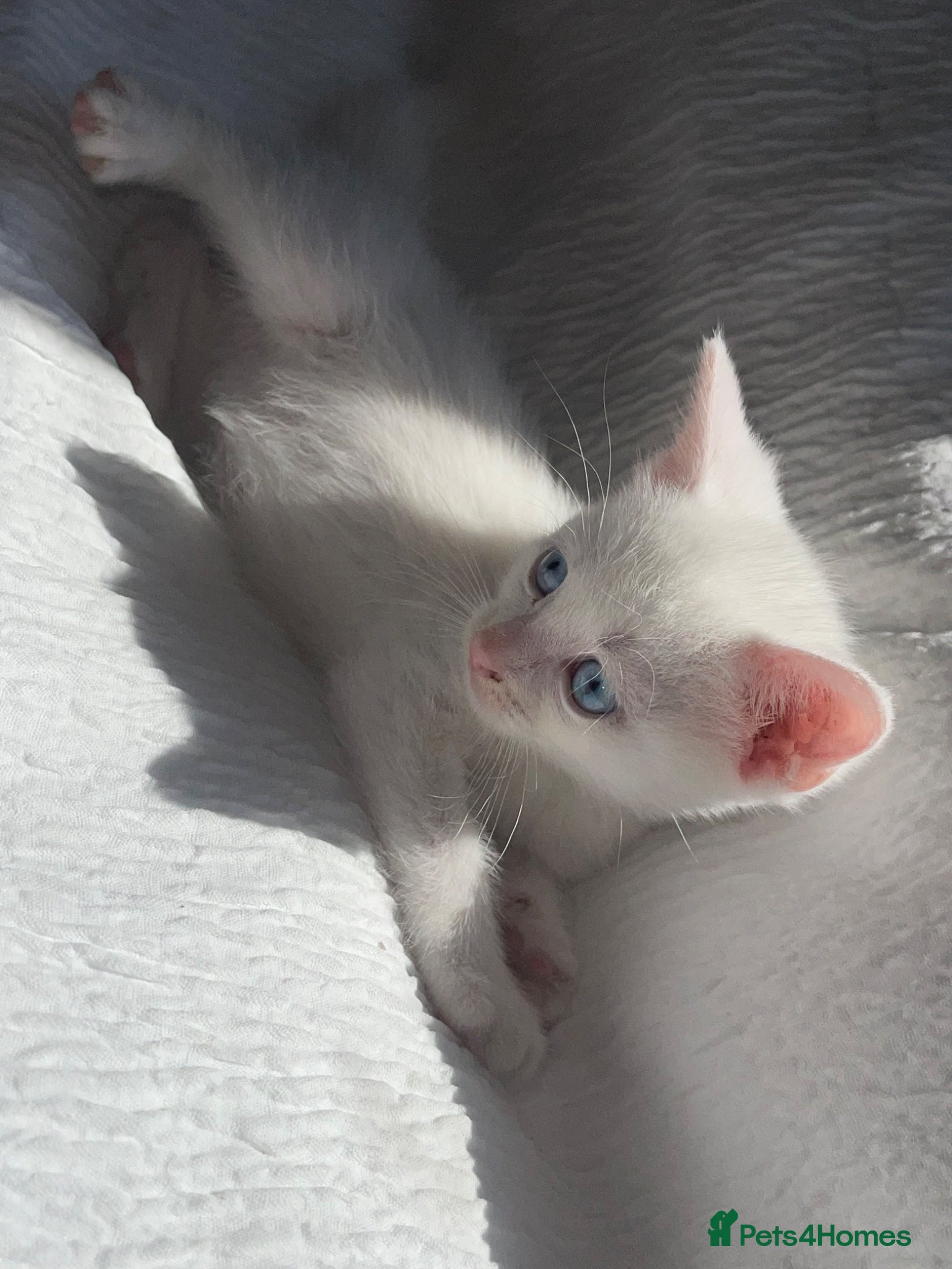 Turkish Angora cats Half Turkish Angora kittens - Advert 1