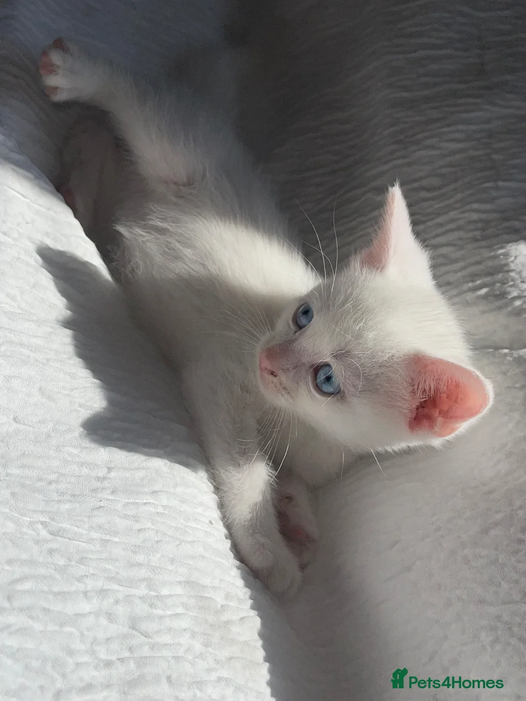 Turkish Angora cats for sale: Half Turkish Angora kittens - Advert 1