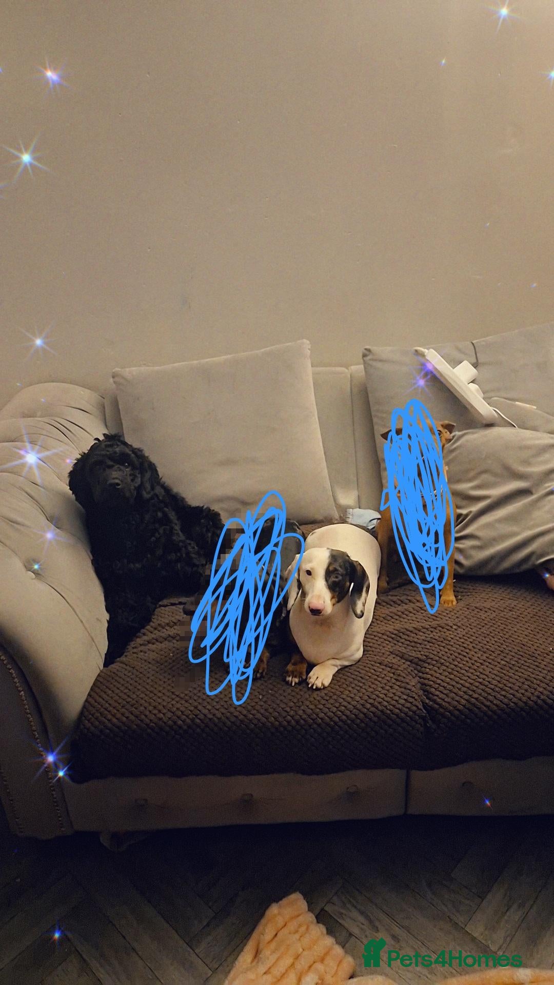 Mixed Breed dogs 🩷🩵💖💖 1 MALE 1 FEMALE DOXIEPOO PUPS 💖💖🩵🩷 - Advert 2