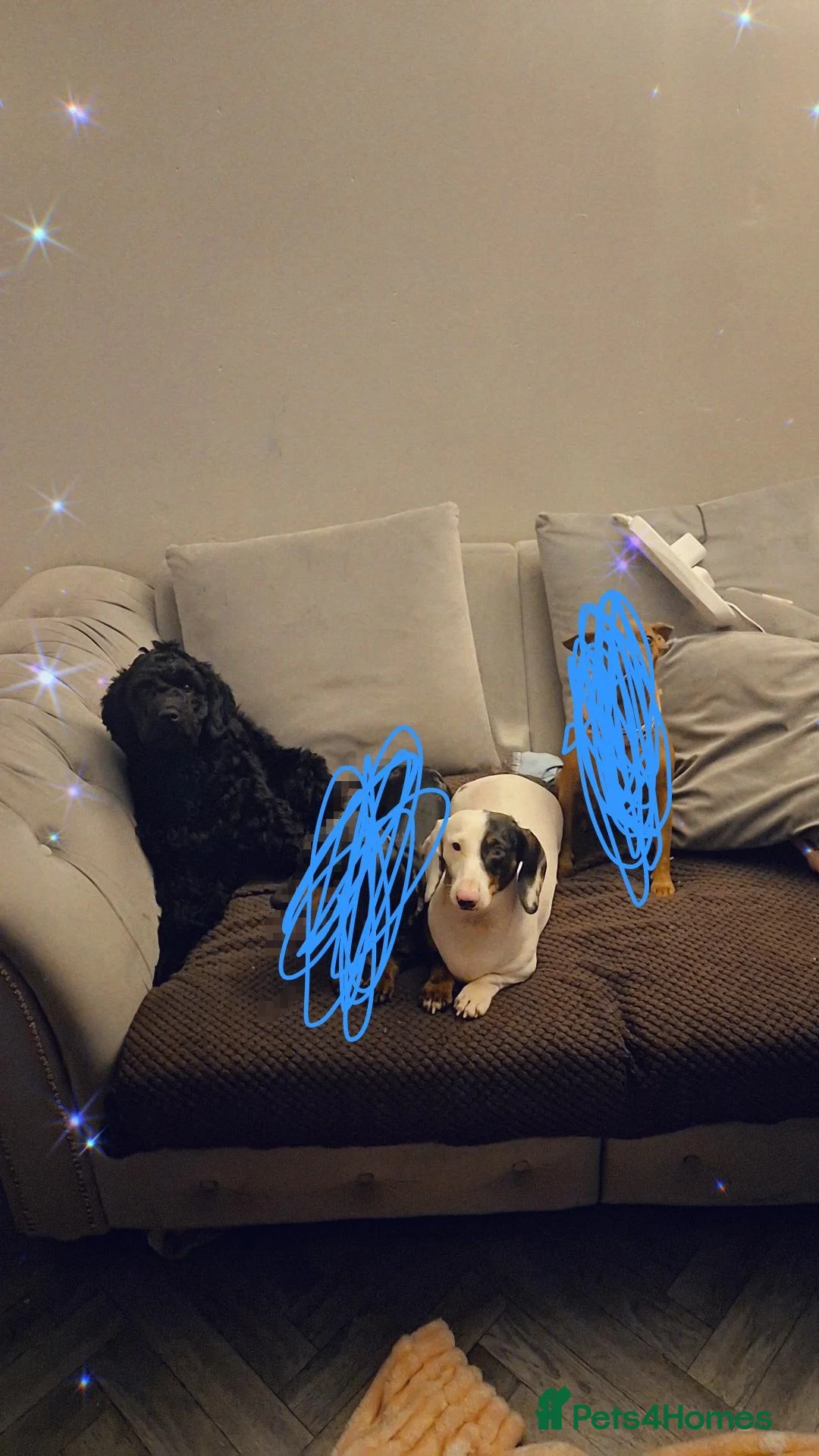 Mixed Breed dogs for sale: 🩷🩵💖💖 1 MALE 1 FEMALE DOXIEPOO PUPS 💖💖🩵🩷 - Advert 1