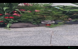 British Shorthair cats for sale: GCCF BSH Kittens pet homes only  - Image 12