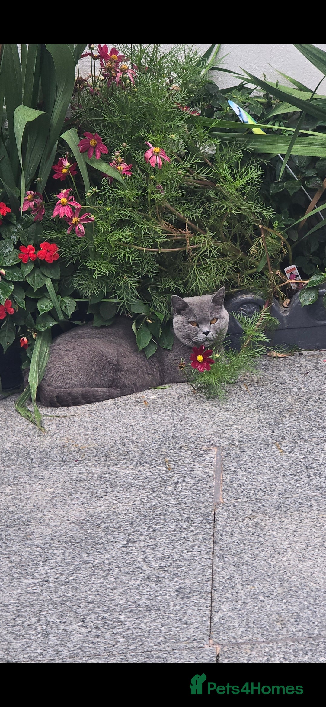 British Shorthair cats for sale: GCCF BSH Kittens pet homes only  - Image 12